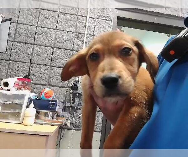 Medium Photo #1 German Shepherd Dog Puppy For Sale in Tulsa, OK, USA