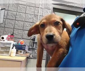 German Shepherd Dog Dogs for adoption in Tulsa, OK, USA