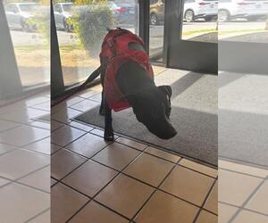 Staffordshire Bull Terrier-Unknown Mix Dogs for adoption in Burbank, CA, USA