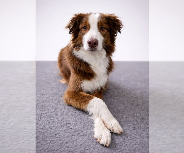 Medium Photo #5 Australian Shepherd-Unknown Mix Puppy For Sale in Salt Lake City, UT, USA