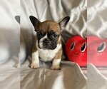 Small French Bulldog