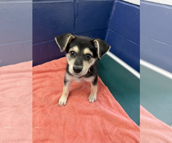 Medium Photo #1 German Shepherd Dog-Unknown Mix Puppy For Sale in Sterling, MA, USA