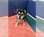 Beau 13 weeks AVA 9/23 - Male German Shepherd Dog-Unknown Mix Dog for Adoption - Small photo