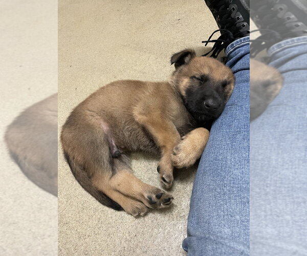 Medium Photo #2 Mutt Puppy For Sale in Imlay City, MI, USA