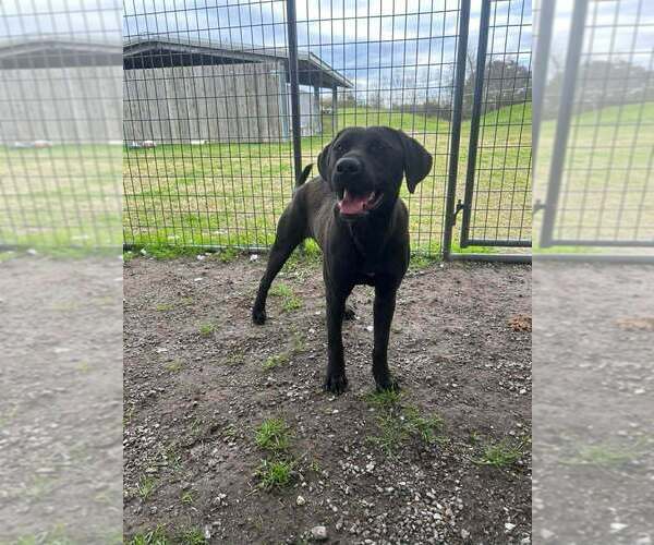 Medium Photo #3 Mutt Puppy For Sale in Abbeville, LA, USA