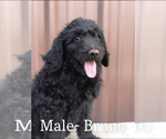 Small Photo #4 Goldendoodle Puppy For Sale in MINCO, OK, USA