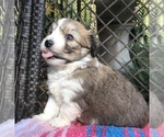 Small Photo #14 Bichon Frise Puppy For Sale in MONTECITO, CA, USA
