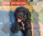 Small Photo #1 Bernedoodle Puppy For Sale in Corunna, Ontario, Canada