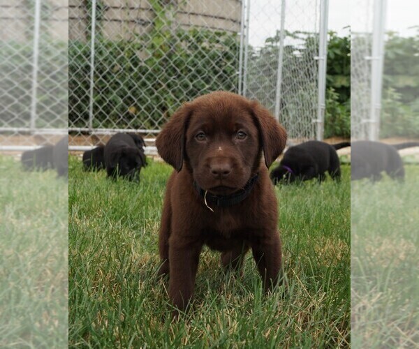 Medium Photo #1 Labrador Retriever Puppy For Sale in SOUTH WAYNE, WI, USA