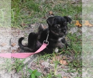 Affenhuahua Puppy for sale in TAMPA, FL, USA