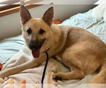 Small German Shepherd Dog Mix