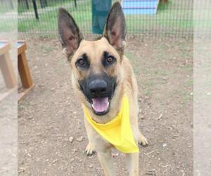 German Shepherd Dog-Unknown Mix Dogs for adoption in San Antonio, TX, USA