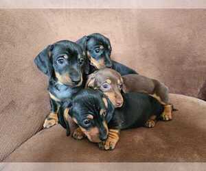 Dachshund Puppy for Sale in LAKEWOOD, Colorado USA