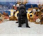 Image preview for Ad Listing. Nickname: Presley
