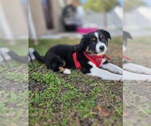 Miniature American Shepherd Puppy for sale in RIVERVIEW, FL, USA