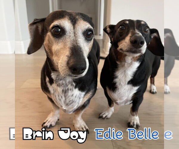 Medium Photo #15 Dachshund Puppy For Sale in San Antonio, TX, USA