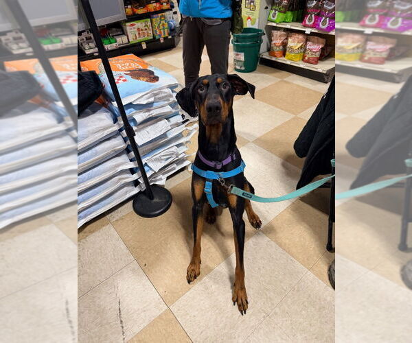 Medium Photo #2 Doberman Pinscher Puppy For Sale in Lawrenceville, NJ, USA