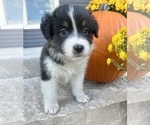 Small #3 Australian Shepherd