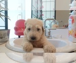 Small #1 Shepadoodle