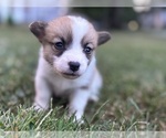 Puppy Boy 4 Pembroke Welsh Corgi