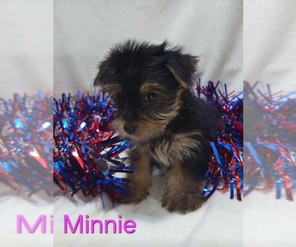Medium Photo #2 Yorkshire Terrier Puppy For Sale in AZLE, TX, USA