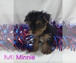 Small #1 Yorkshire Terrier