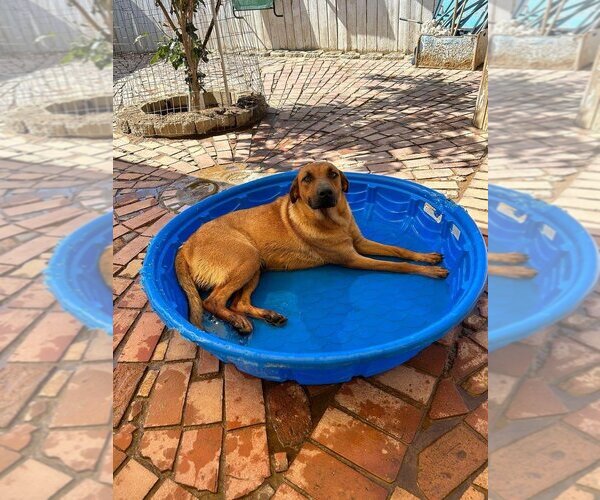 Medium Photo #4 Redbone Coonhound-Unknown Mix Puppy For Sale in Apple Valley, CA, USA