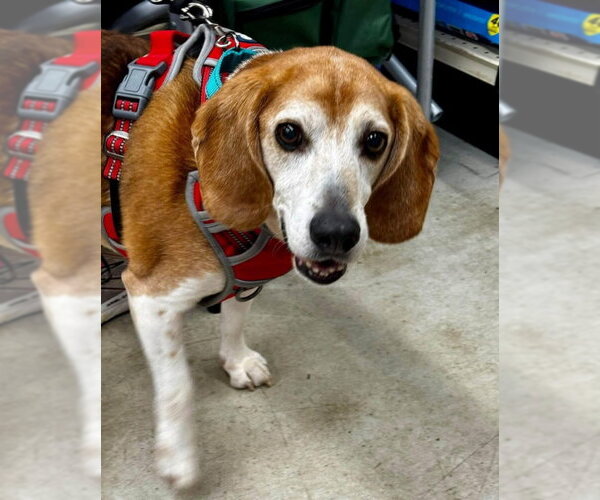 Medium Photo #2 Beagle-Unknown Mix Puppy For Sale in Fairfax, VA, USA