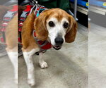 Small Photo #2 Beagle-Unknown Mix Puppy For Sale in Fairfax, VA, USA