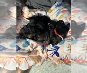 Belgian Malinois Puppy for sale in BARTLETT, TX, USA