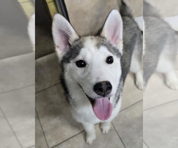 Medium Photo #1 Siberian Husky Puppy For Sale in Matawan, NJ, USA