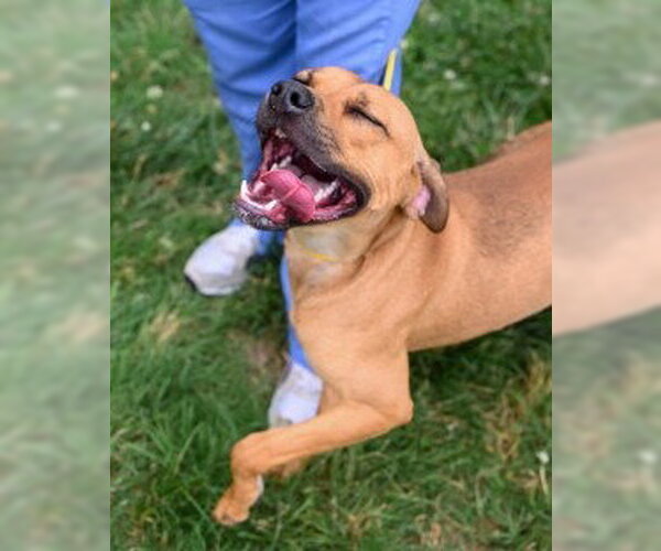 Medium Photo #2 Mutt Puppy For Sale in Glen Allen, VA, USA