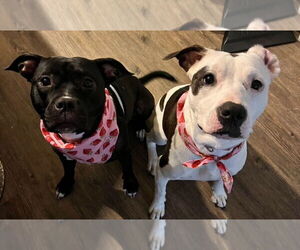 American Staffordshire Terrier-Unknown Mix Dogs for adoption in Dana Point, CA, USA