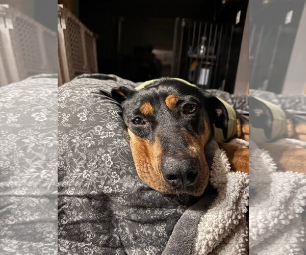 Medium Photo #2 Mutt Puppy For Sale in New London, WI, USA