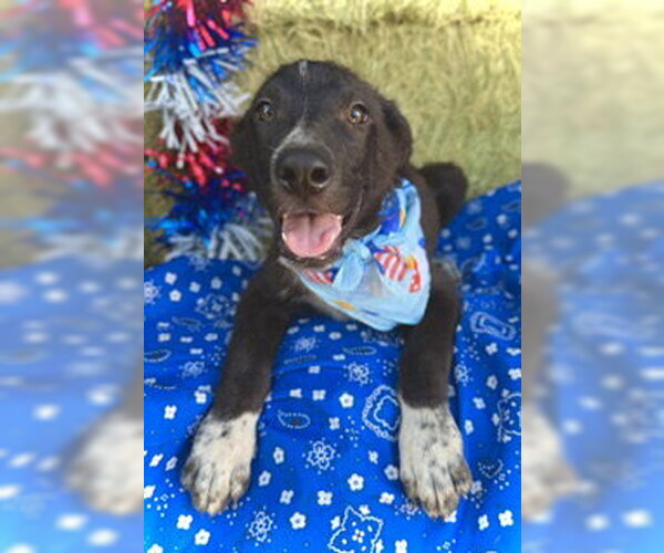 Medium Photo #4 Border Collie-Unknown Mix Puppy For Sale in Pleasanton, TX, USA