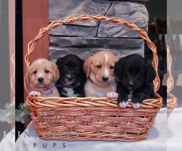 Medium Photo #2 Labrador Retriever-Miniature Bernedoodle Mix Puppy For Sale in LEBANON, PA, USA