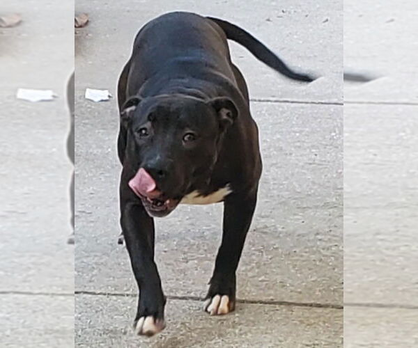 Medium Photo #17 American Pit Bull Terrier Puppy For Sale in Pompano Beach , FL, USA