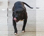 Small #16 American Pit Bull Terrier