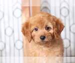 Small Photo #2 Goldendoodle Puppy For Sale in NAPLES, FL, USA