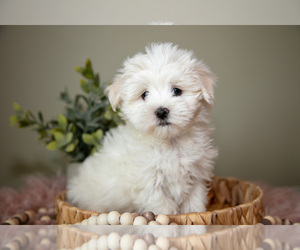 Medium Maltese