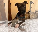Small Photo #3 Bullboxer Pit Puppy For Sale in phoenix, AZ, USA