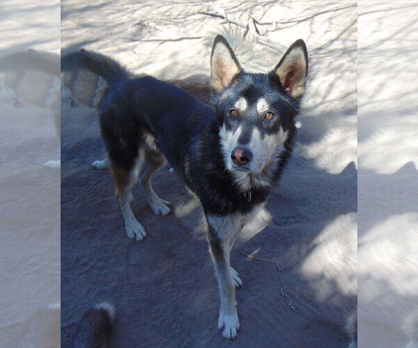 Medium Photo #4 Alusky Puppy For Sale in Pacific grove , CA, USA