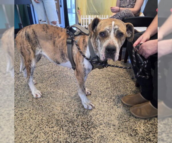 Medium Photo #1 Great Dane-Unknown Mix Puppy For Sale in Tracy, CA, USA