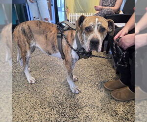 Great Dane-Unknown Mix Dogs for adoption in Tracy, CA, USA