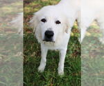 Small #10 Great Pyrenees