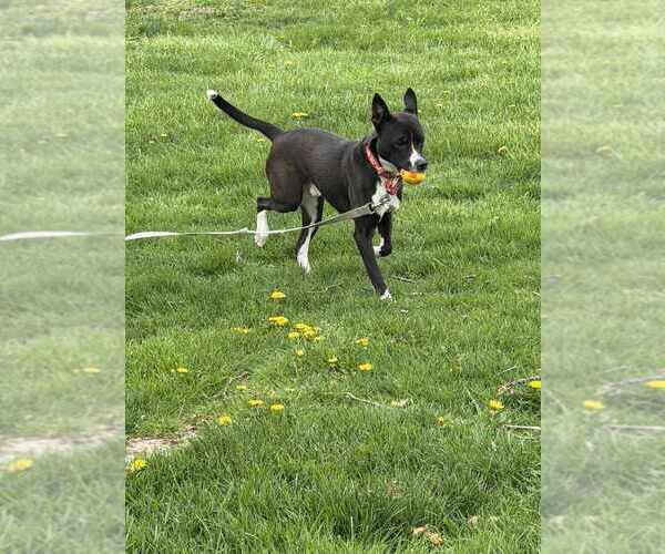 Medium Photo #6 Mutt Puppy For Sale in Springdale, PA, USA