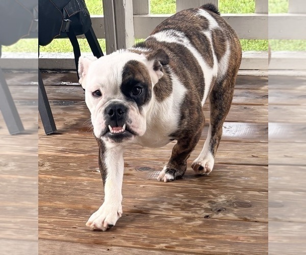 Medium Photo #3 English Bulldog Puppy For Sale in BRENTWOOD, TN, USA