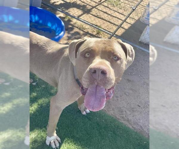Medium Photo #1 American Pit Bull Terrier-Unknown Mix Puppy For Sale in HESPERIA, CA, USA
