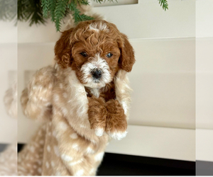 Golden Newfie Doodle Puppy for Sale in ESCONDIDO, California USA