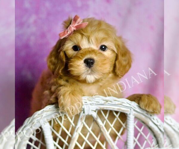 Medium Photo #3 Goldendoodle (Miniature) Puppy For Sale in WARSAW, IN, USA